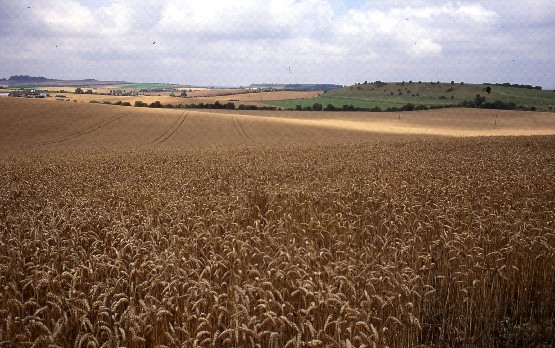 Chalk Downland & Slopes