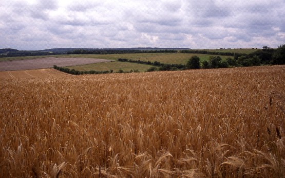 Wooded Downlands