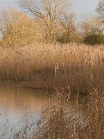 Reedbed and fen