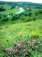 Lowland calcareous grassland