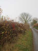 Hedgerow by country road