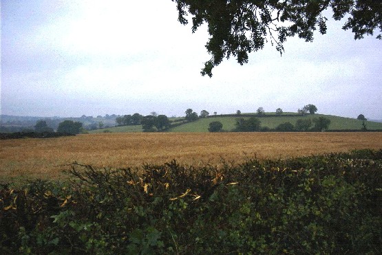 Rolling Village Pastures