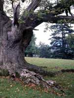 Veteran tree